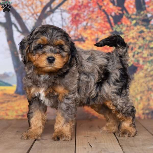Luca, Mini Bernedoodle Puppy